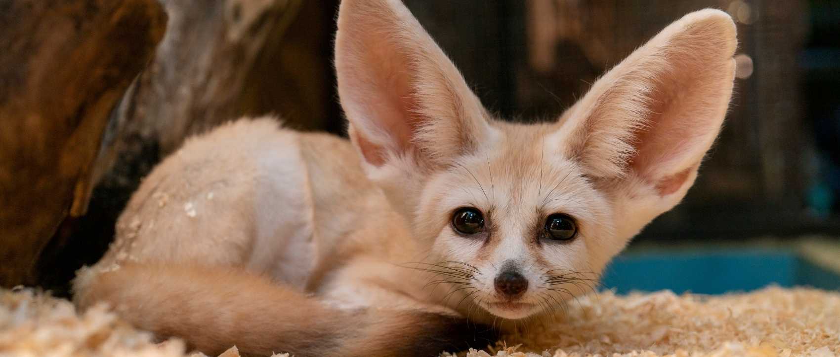 Le Fennec