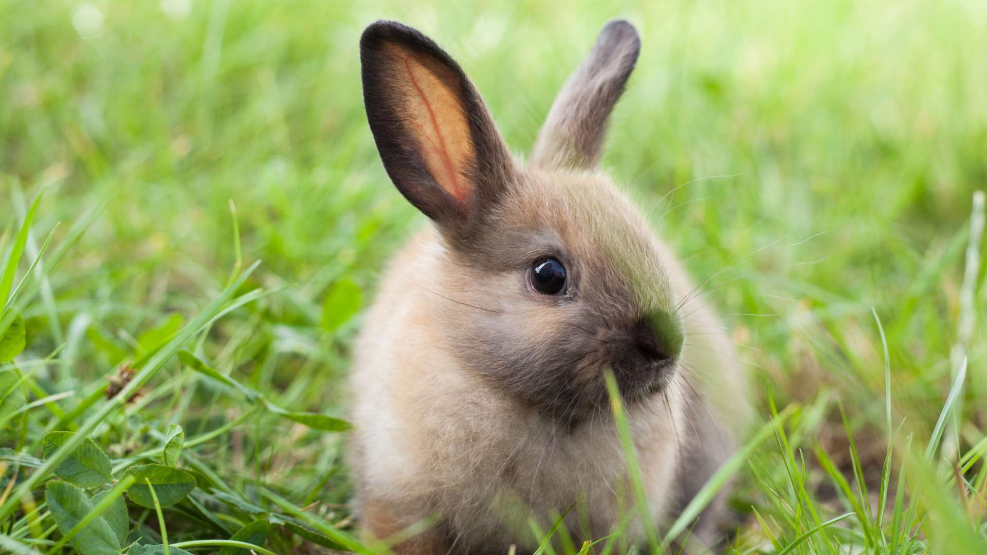 Le lapin - Le Petit Fermier