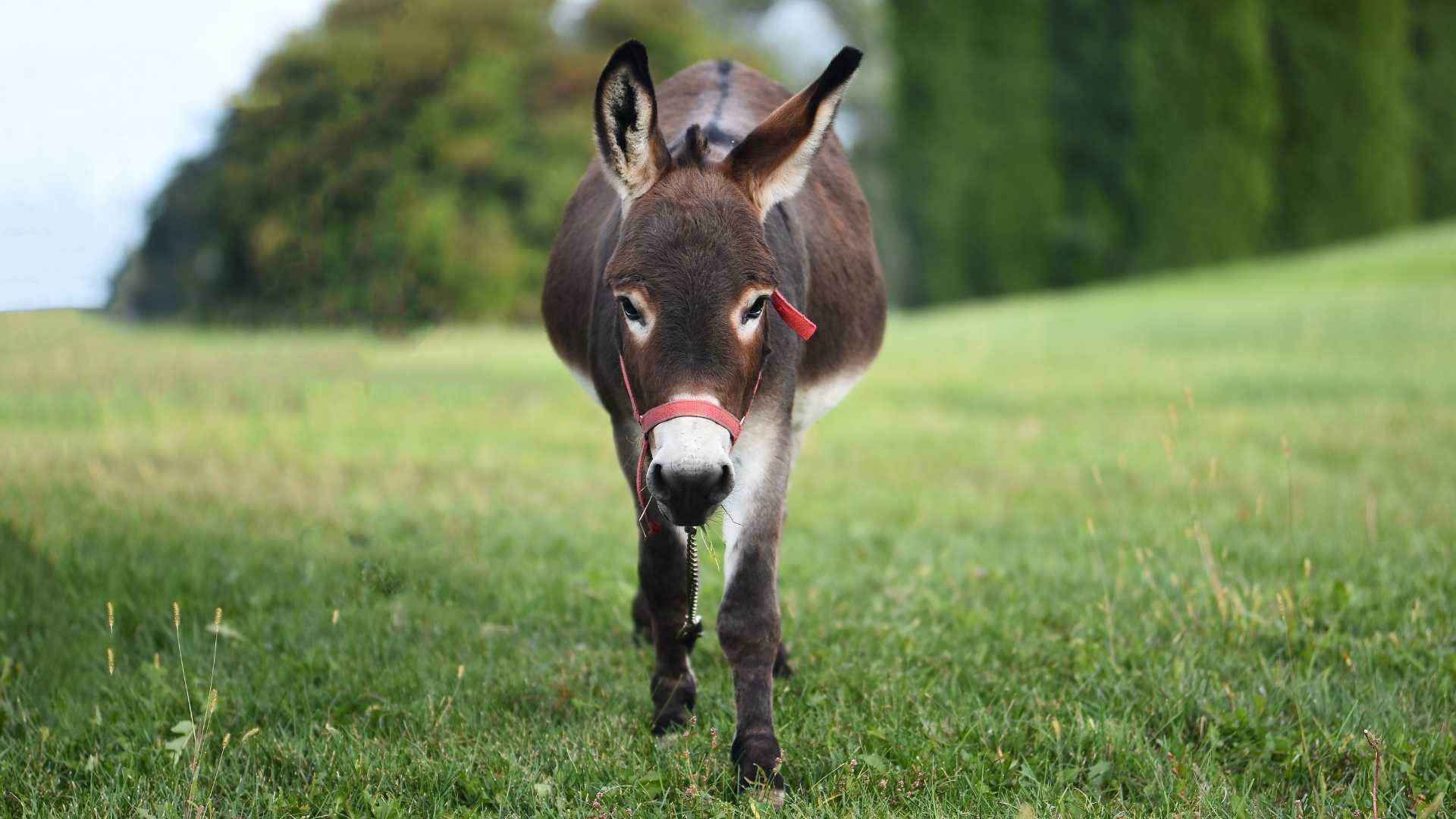 Un âne dans un champ