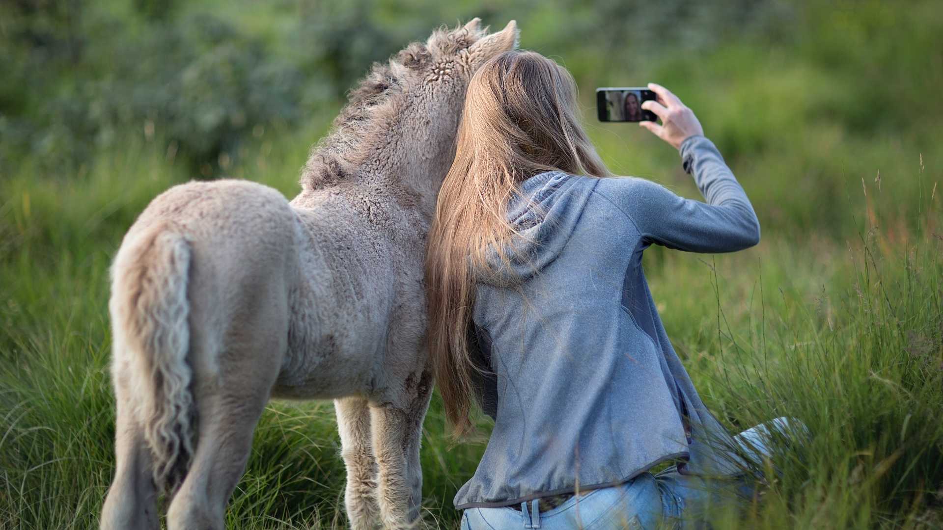 Un âne dans un champ