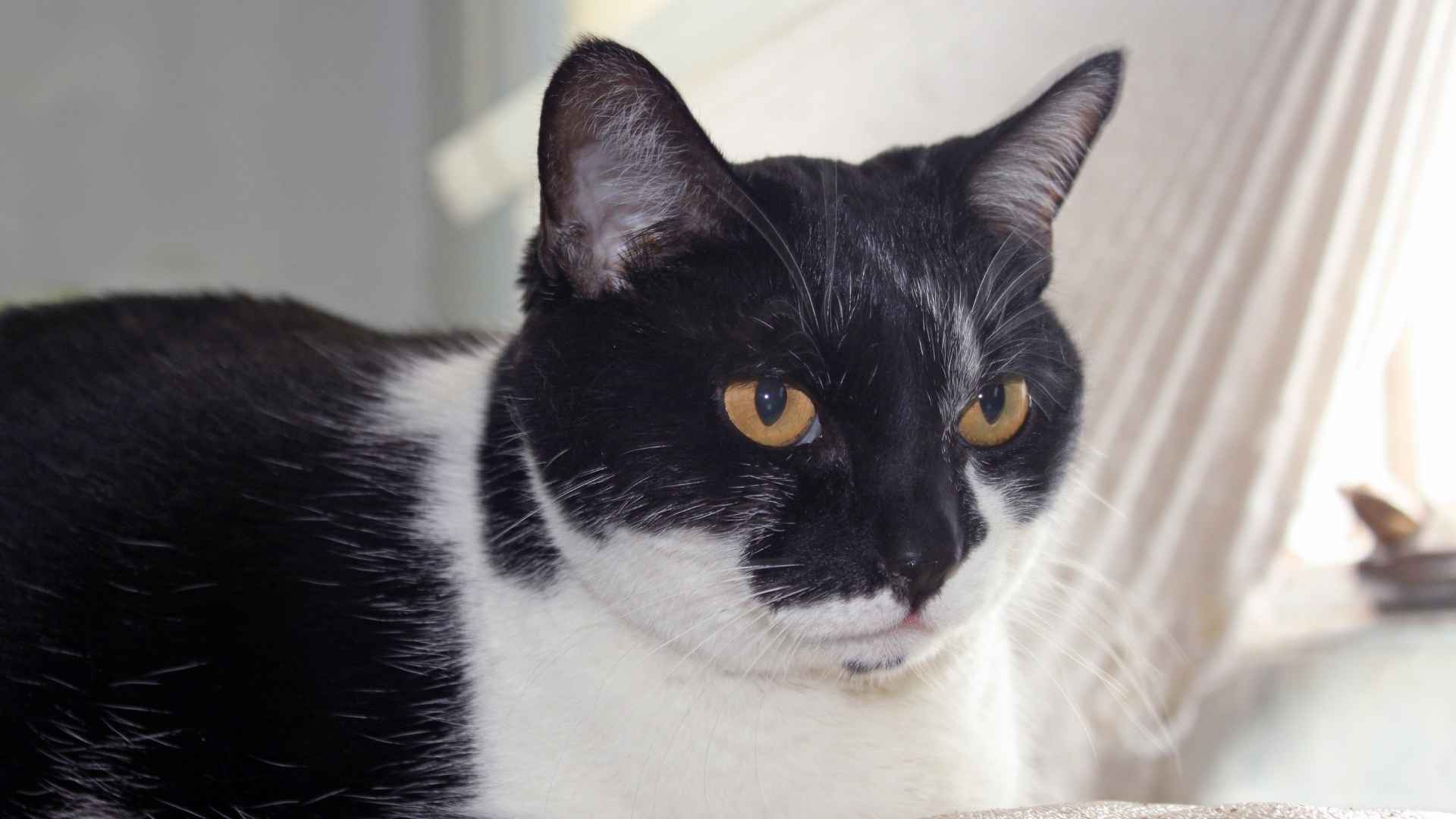 Les chats noirs et blancs célèbres