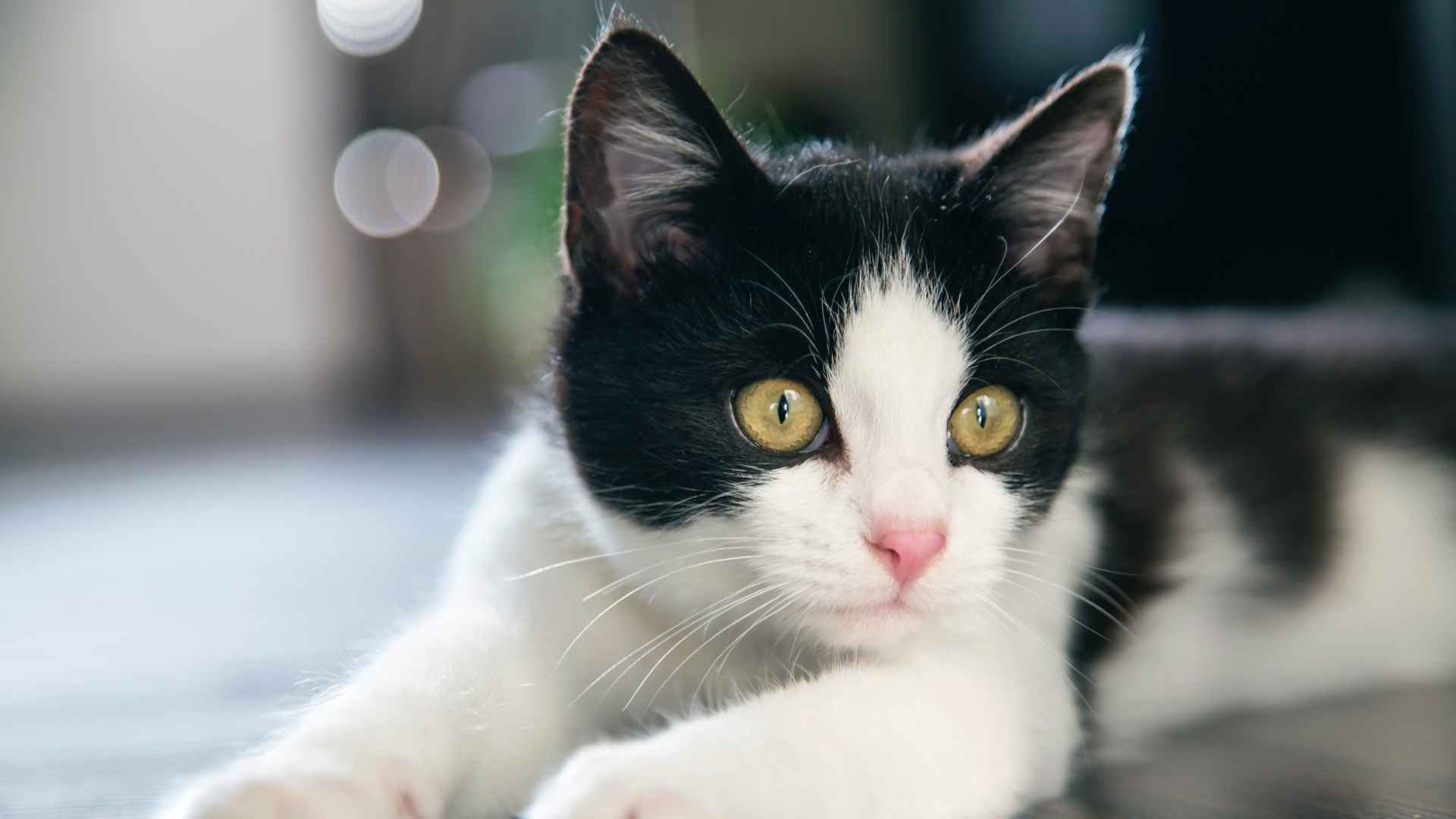 Les meilleurs prénoms pour un chaton noir et blanc