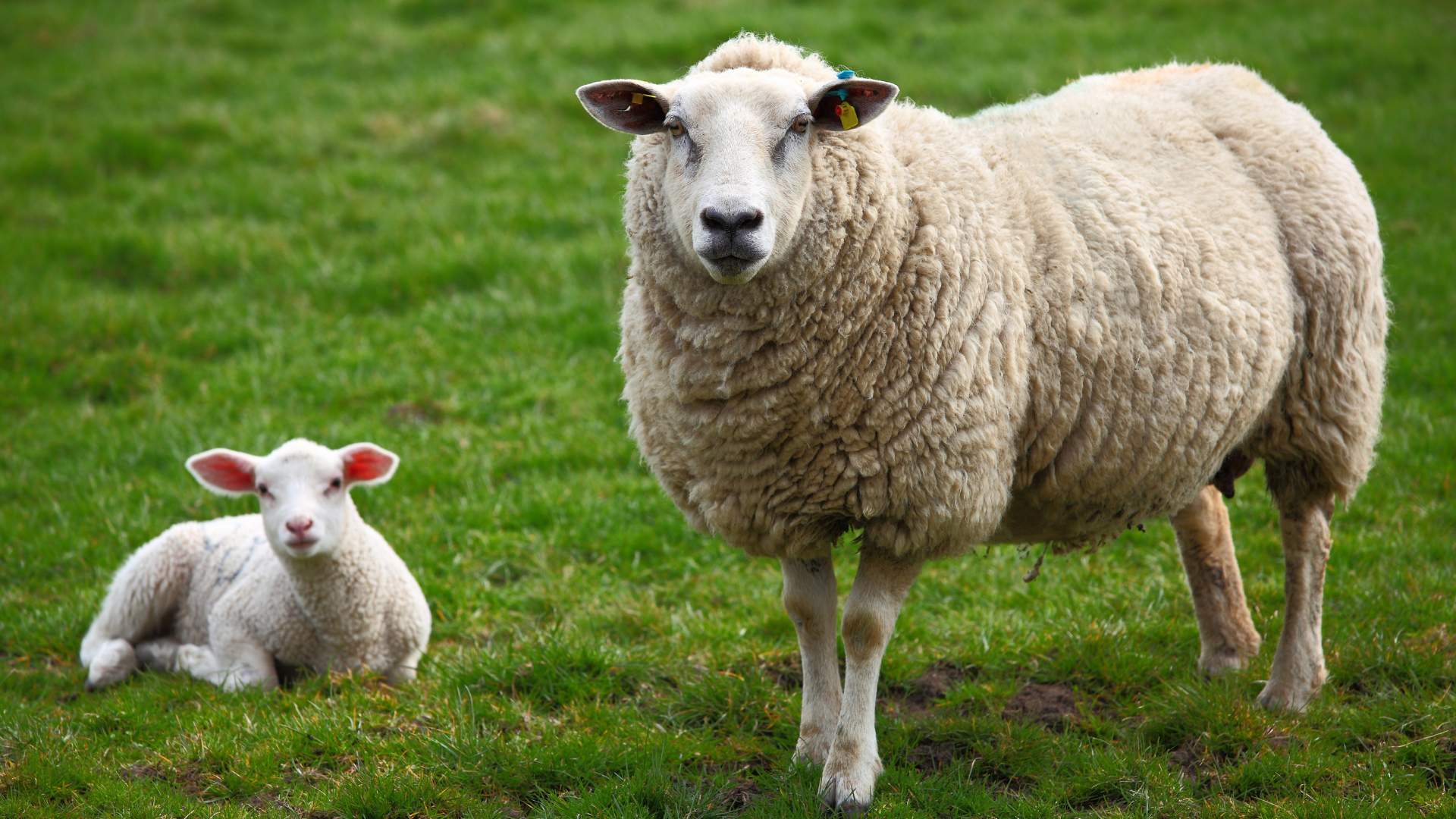 Les 10 principaux animaux de la ferme