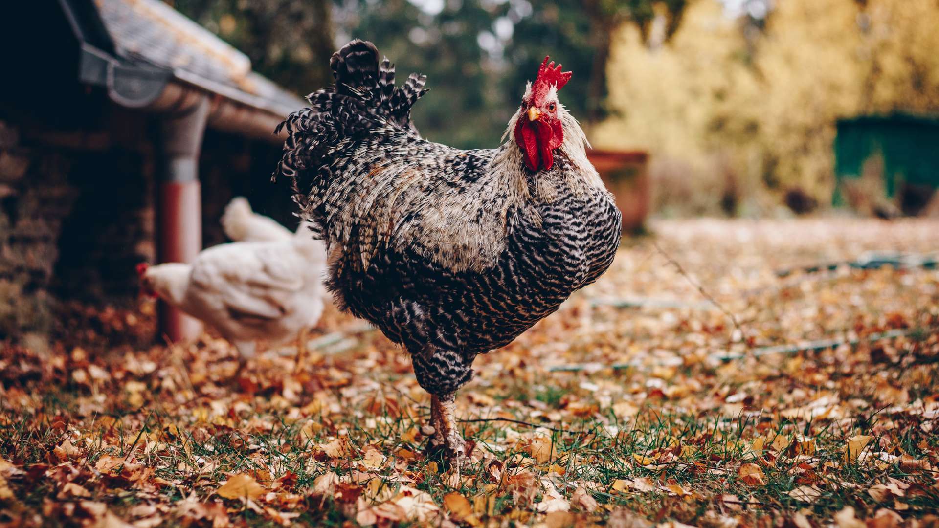 Liste de tous les animaux de la ferme - Le Petit Fermier