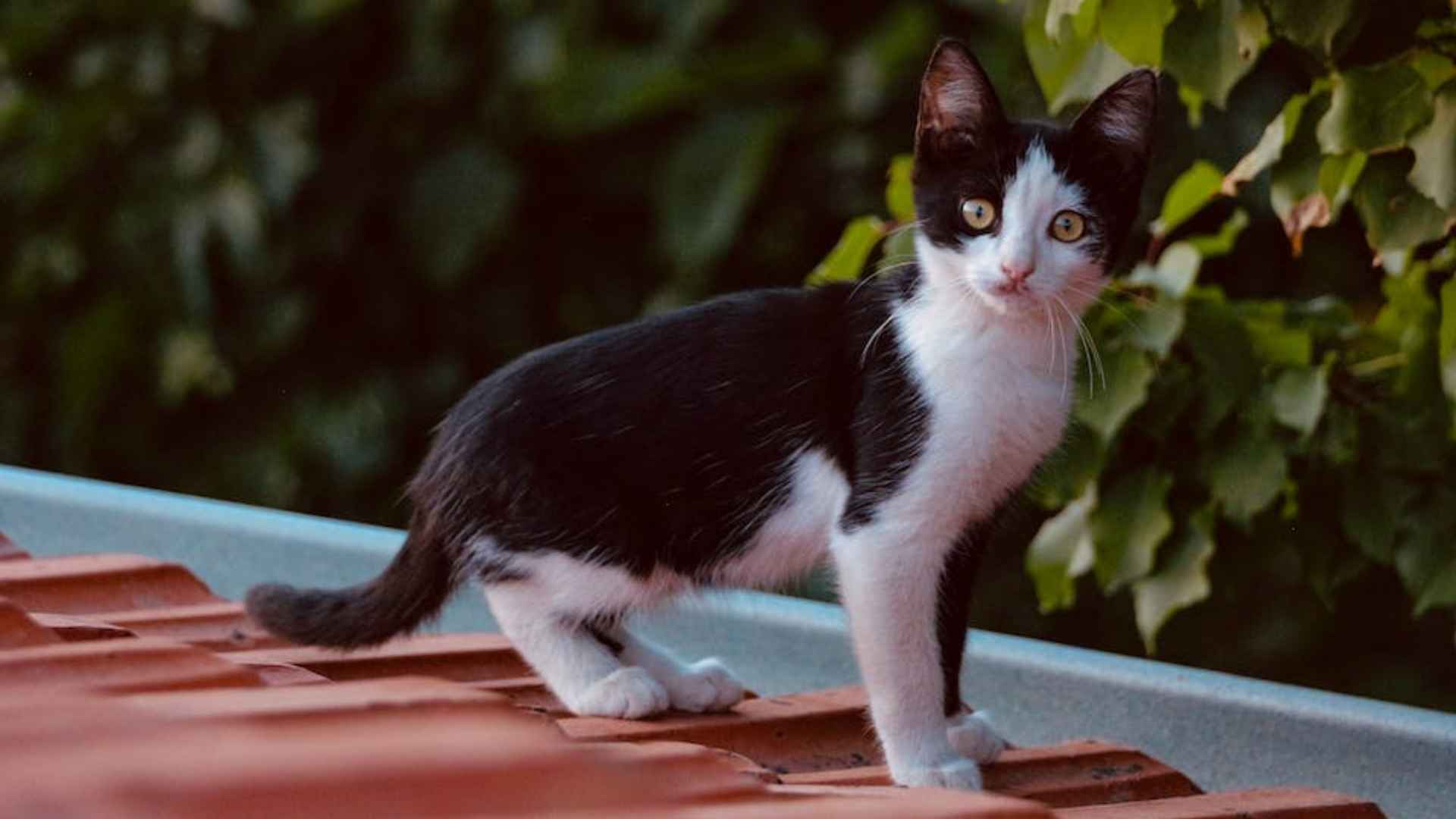 Noms et prénoms pour un chat noir et blanc