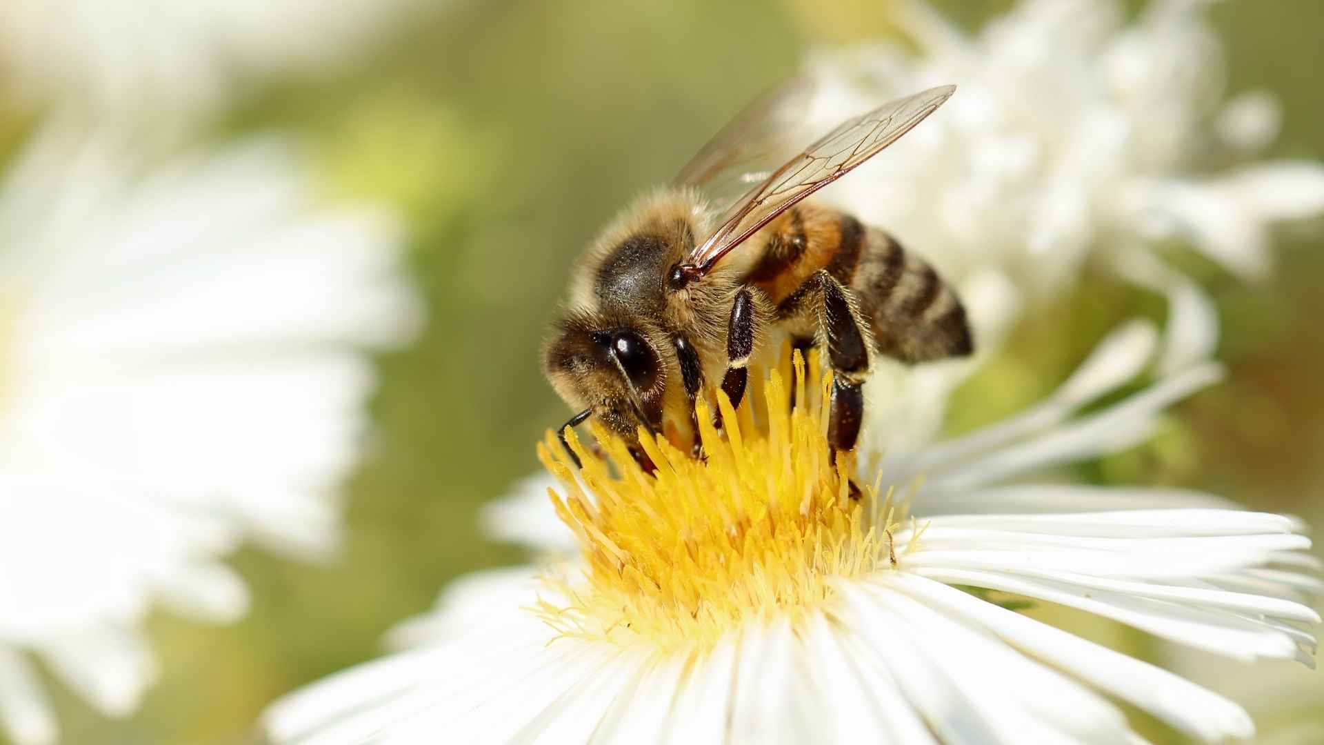 Noms pour une abeille femelle 🐝