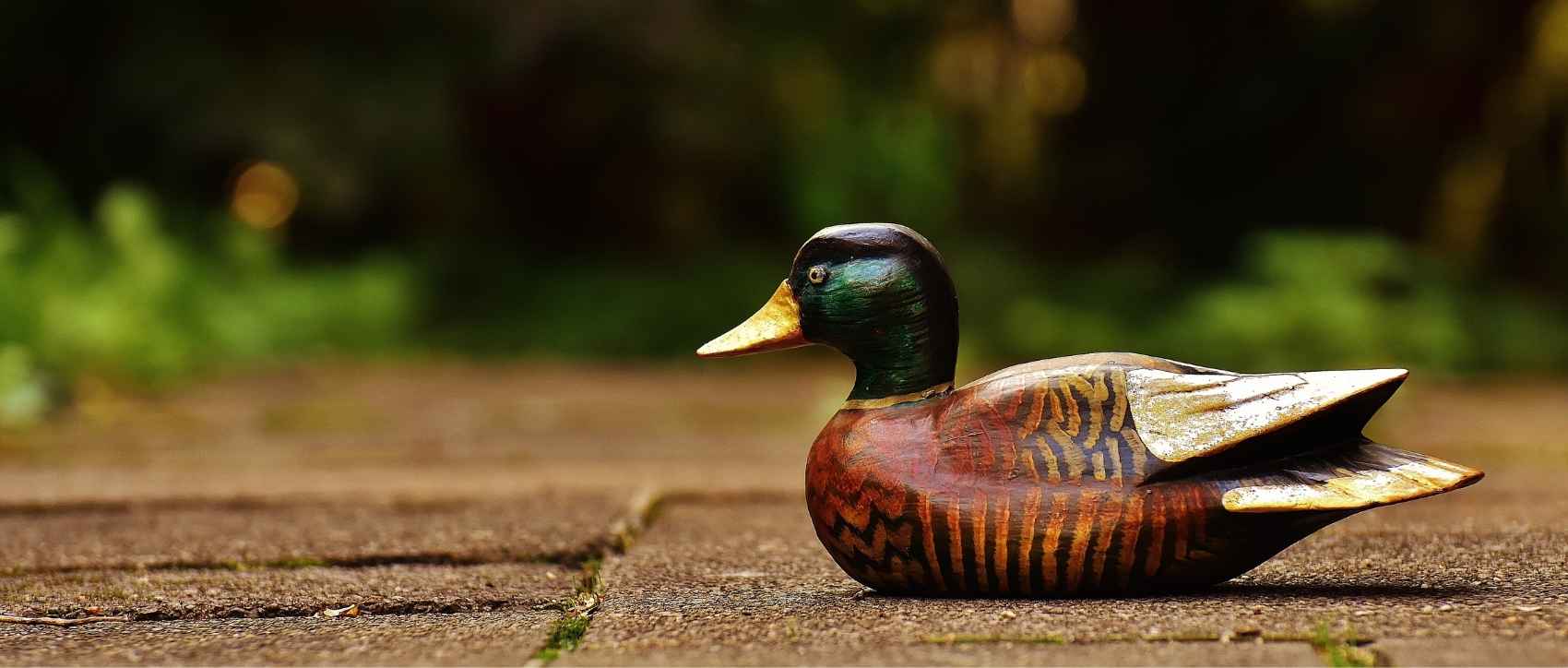 Objet & Cadeau Canard