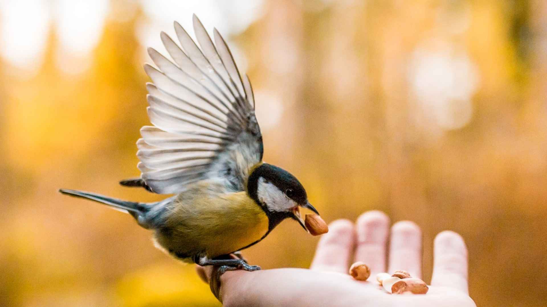 Quel nom donner à un oiseau trop mignon ? 🐦