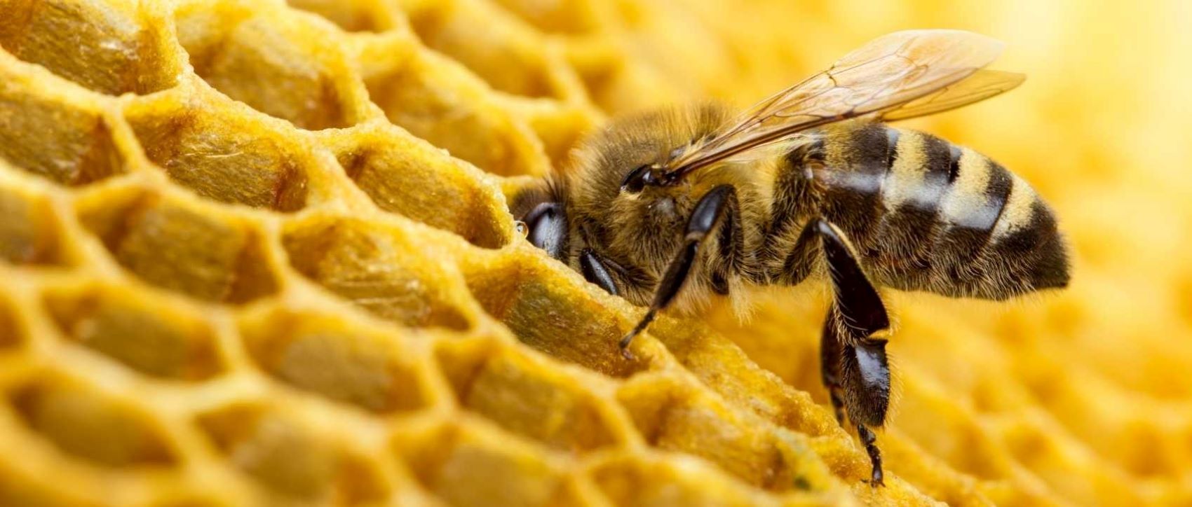 Les abeilles et le miel