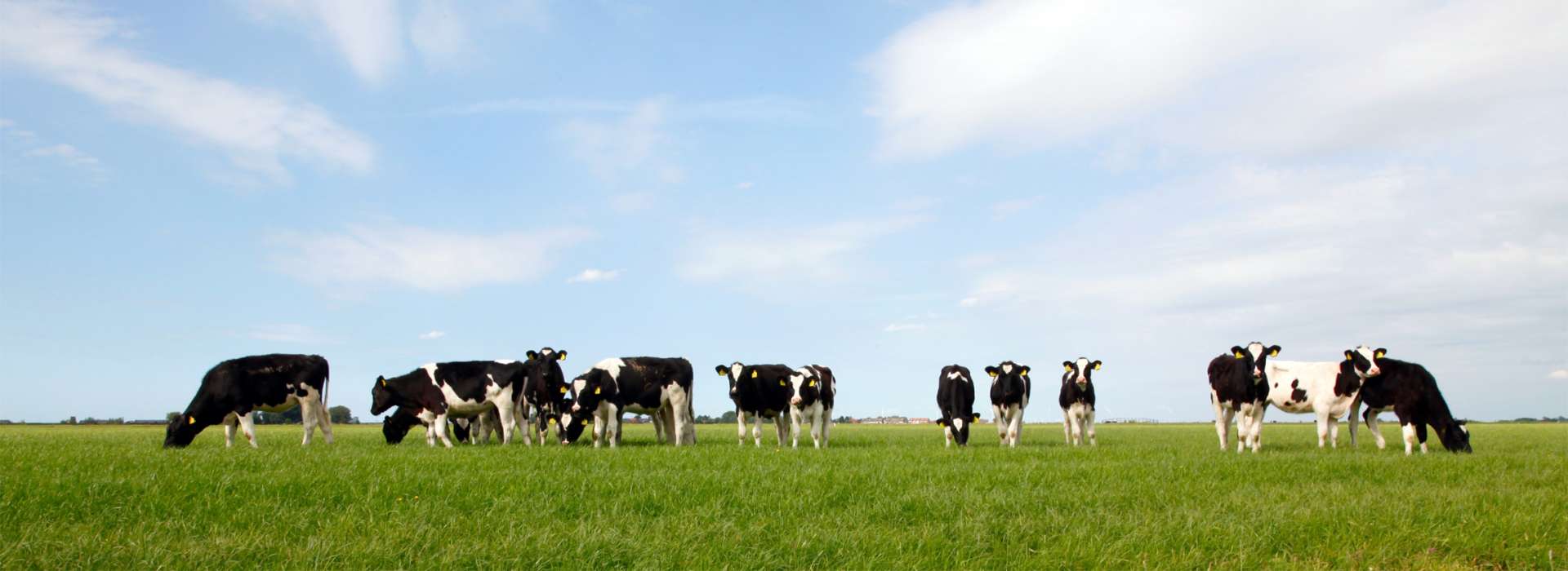 Tasse et mug vache