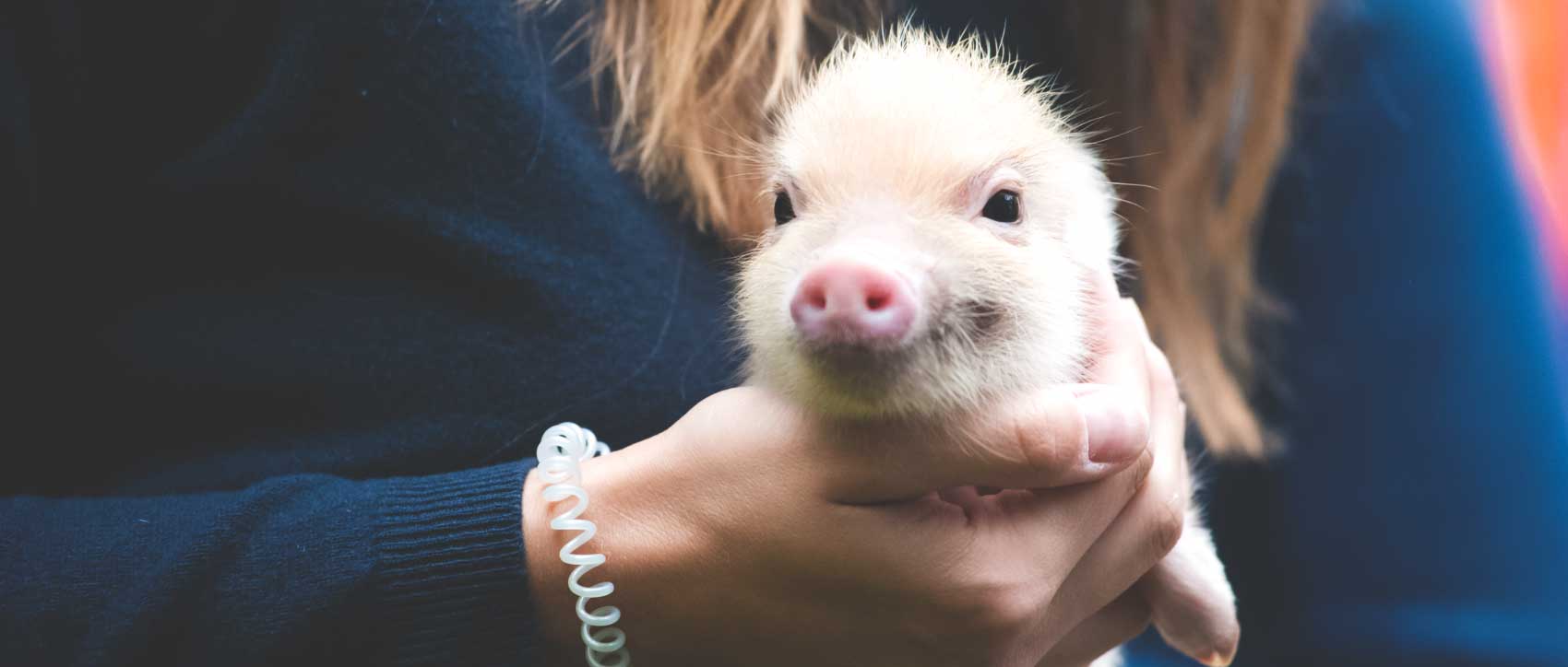 Nos conseils pour adopter un cochon domestique !