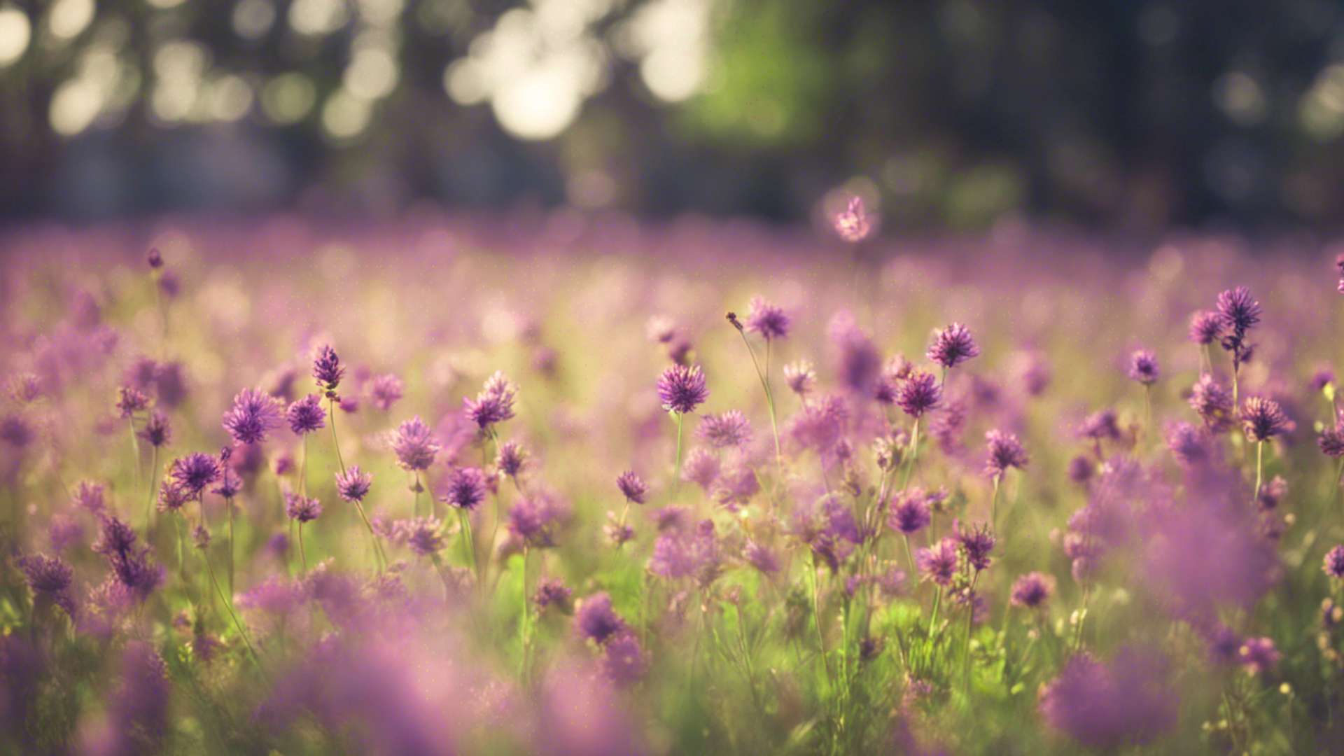 Un champ de lila
