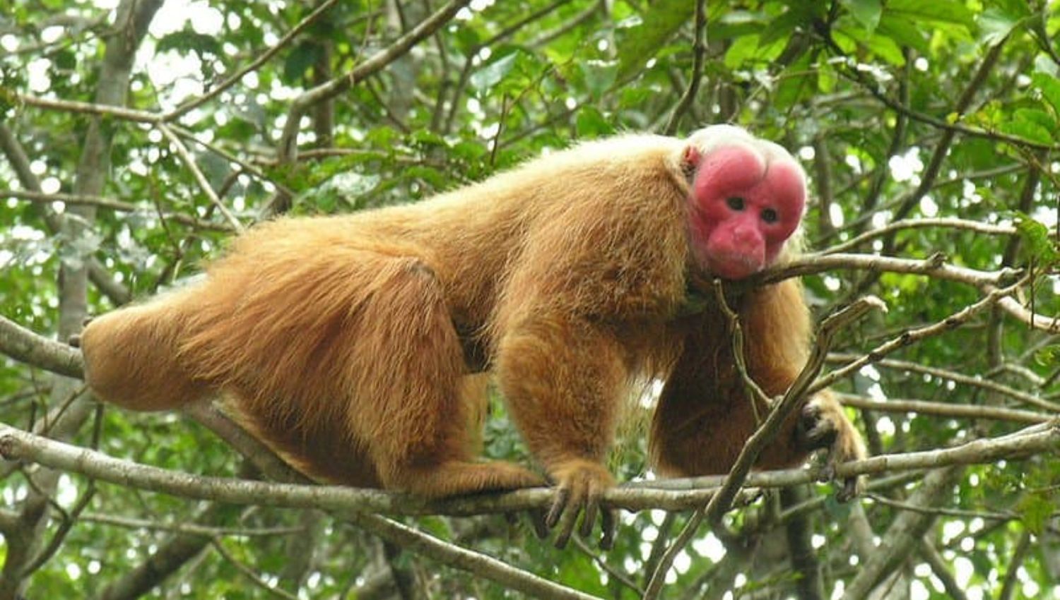 Uakari