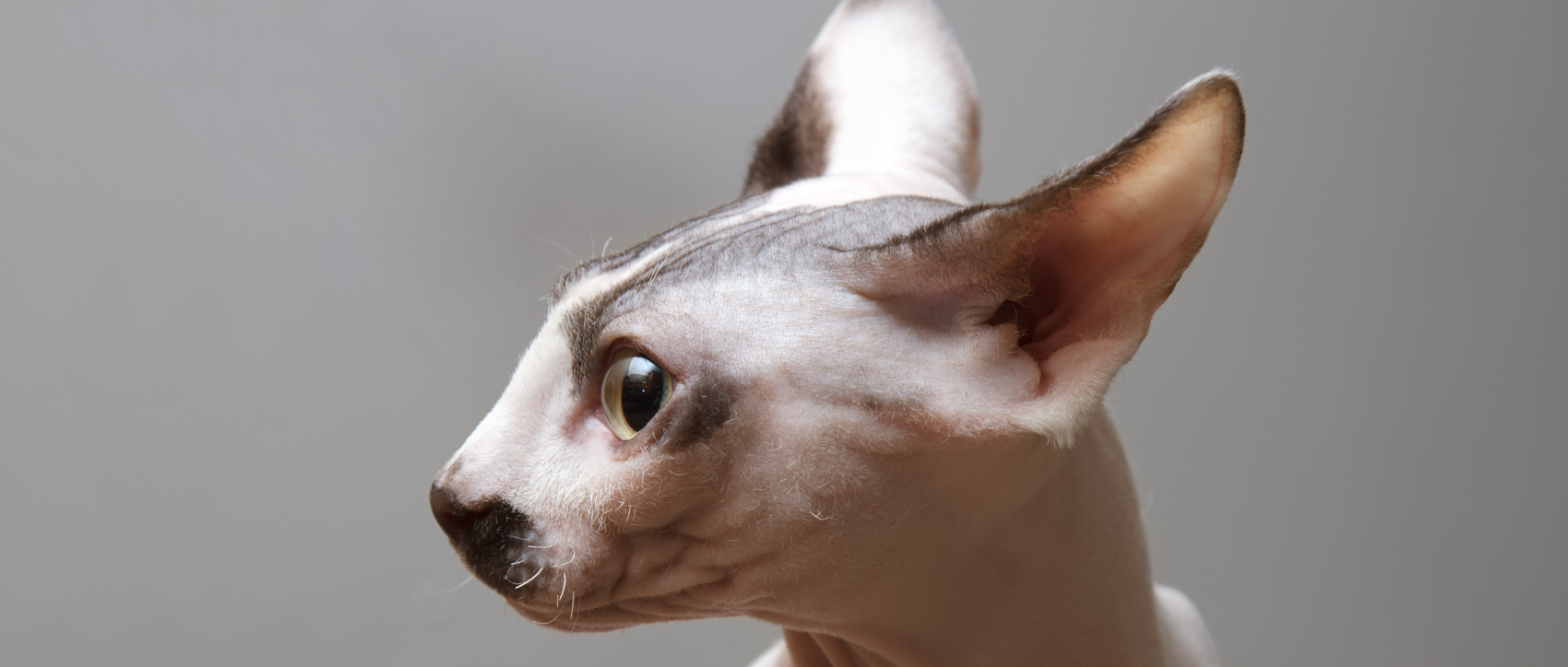 Un Sphynx profil