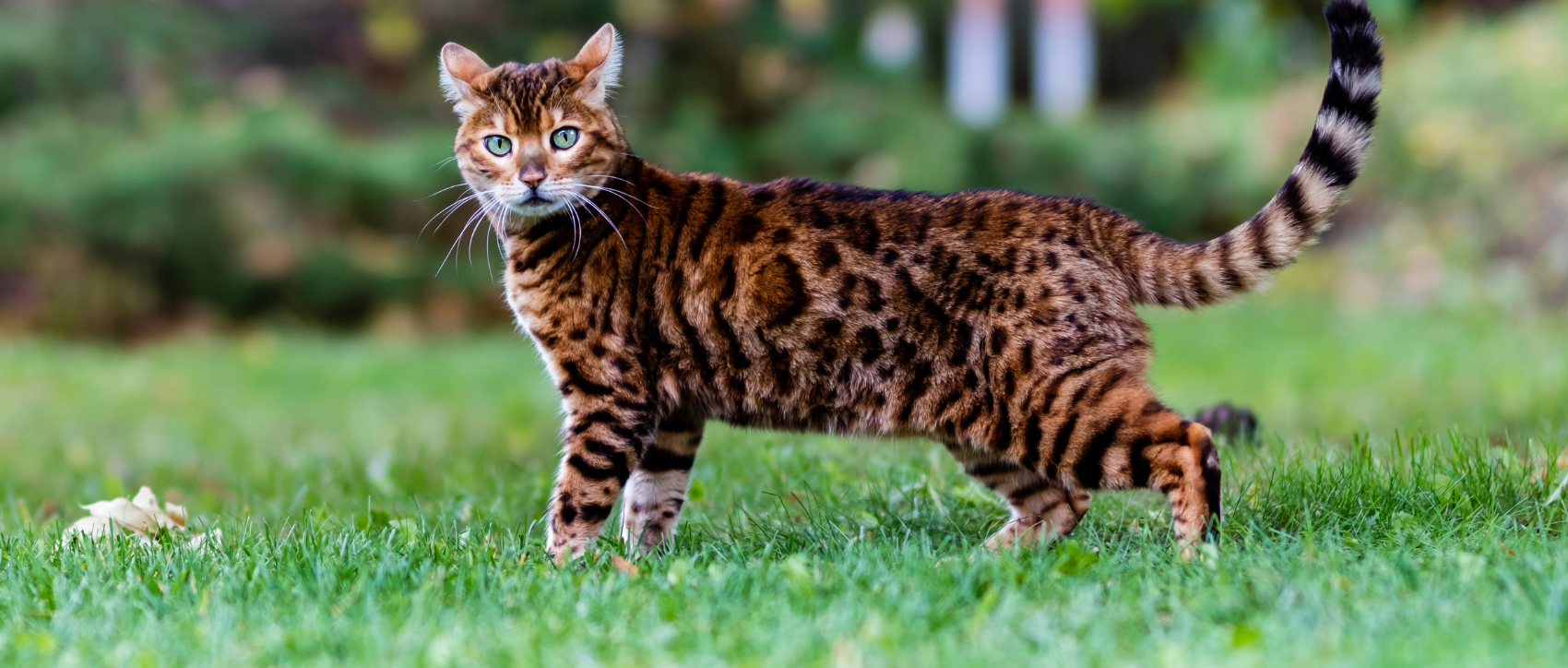 Un chat du Bengale dans l'herbe