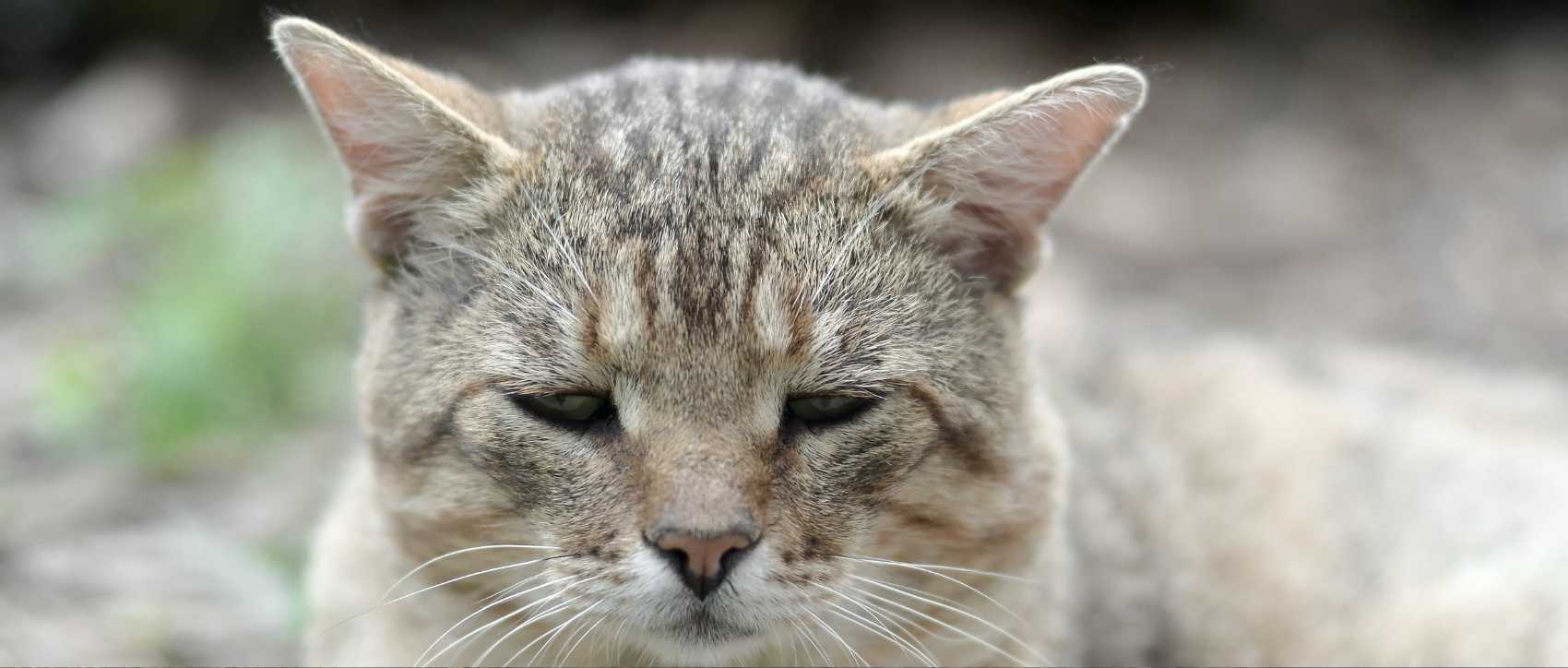 Un chat gris tout triste