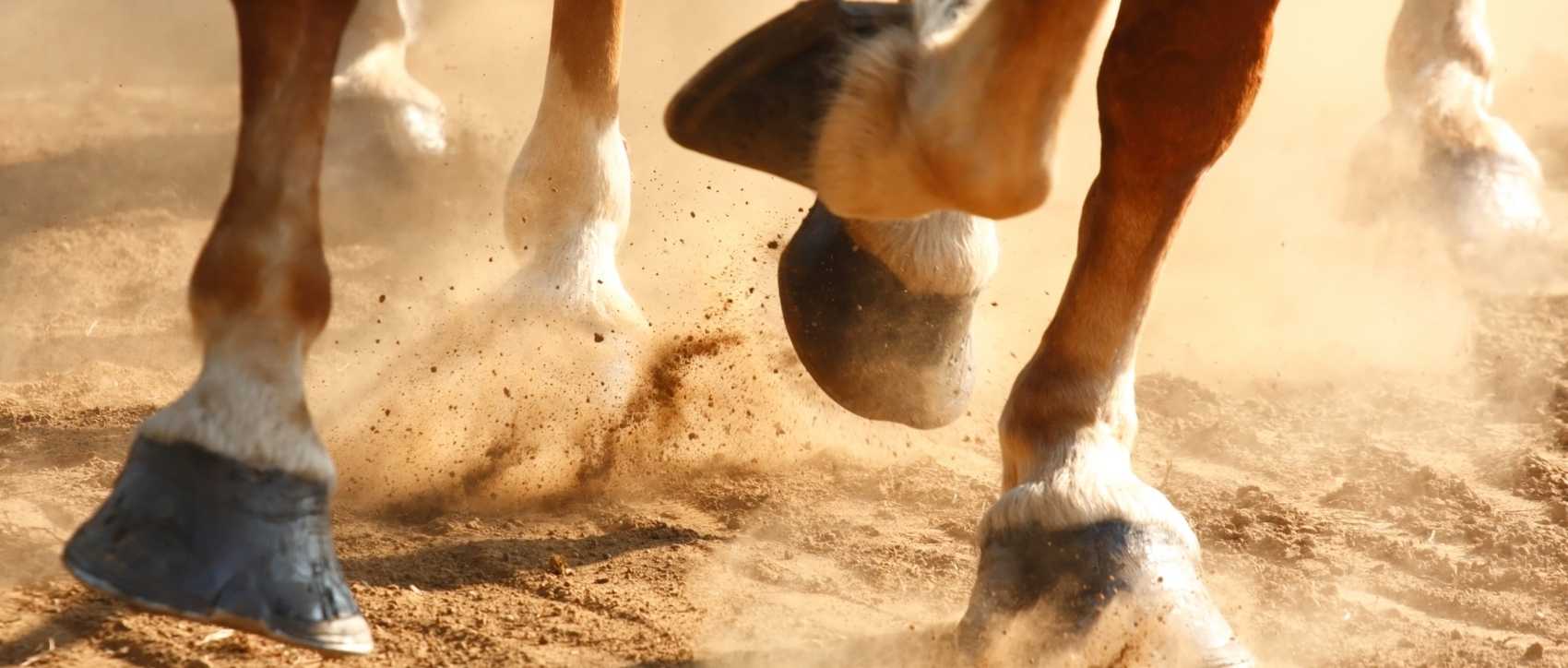 Les 5 erreurs à éviter pour l'entretien du pied d'un cheval, by Pauline