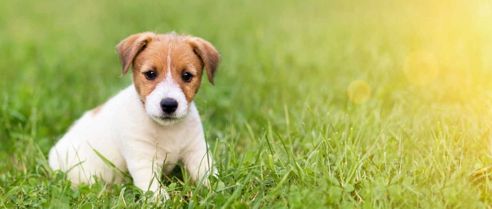 Un petit chien dans la nature