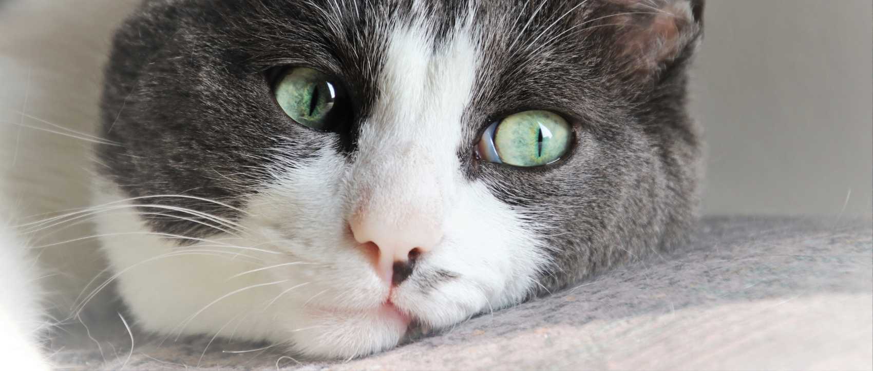 Un joli chat gris tout triste aux yeux verts