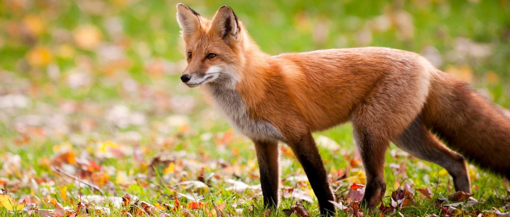 Un renard fixant attentivement.