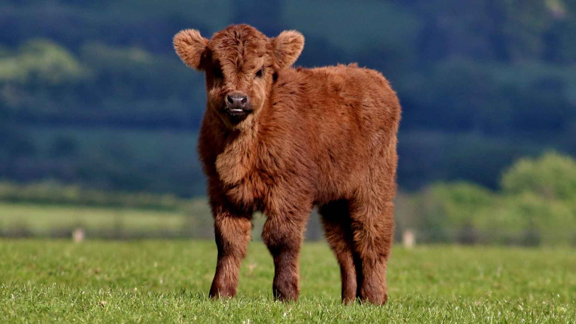 Un veau dans un champ au soleil