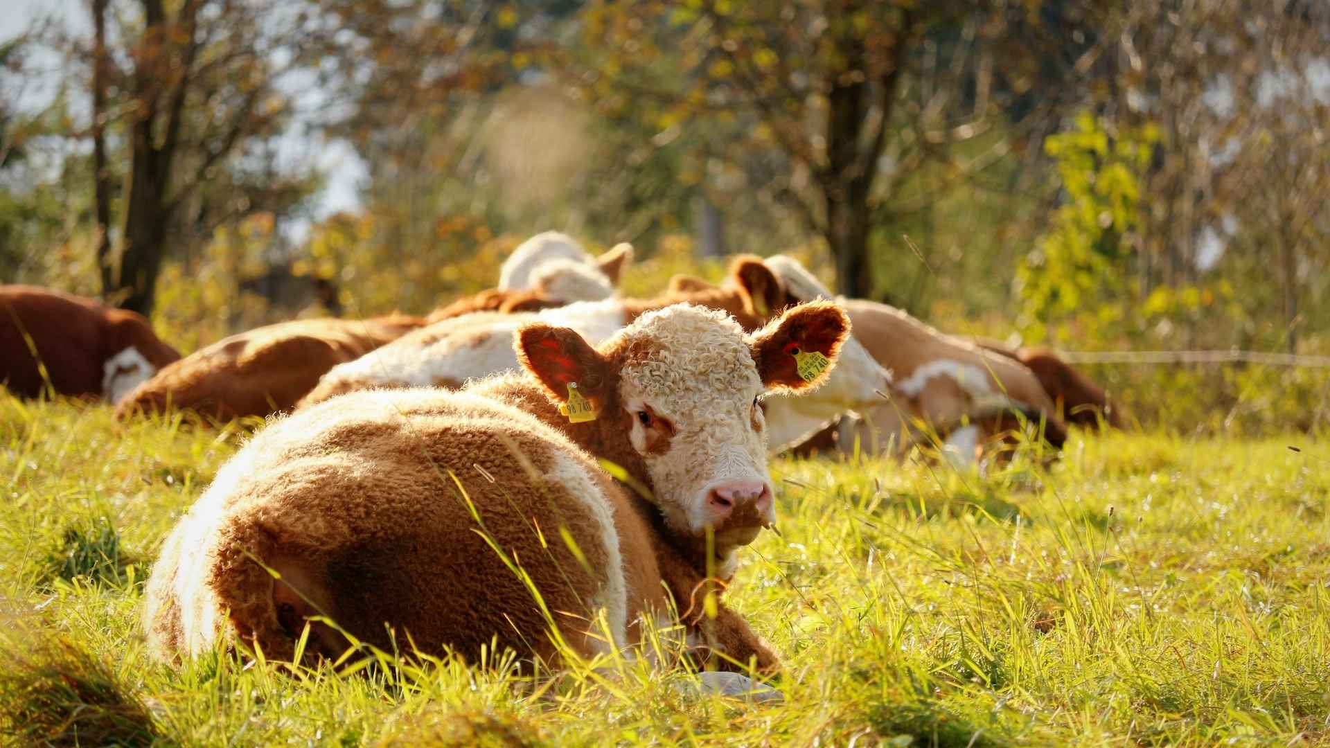 Une vache marron allongée dans un champ 