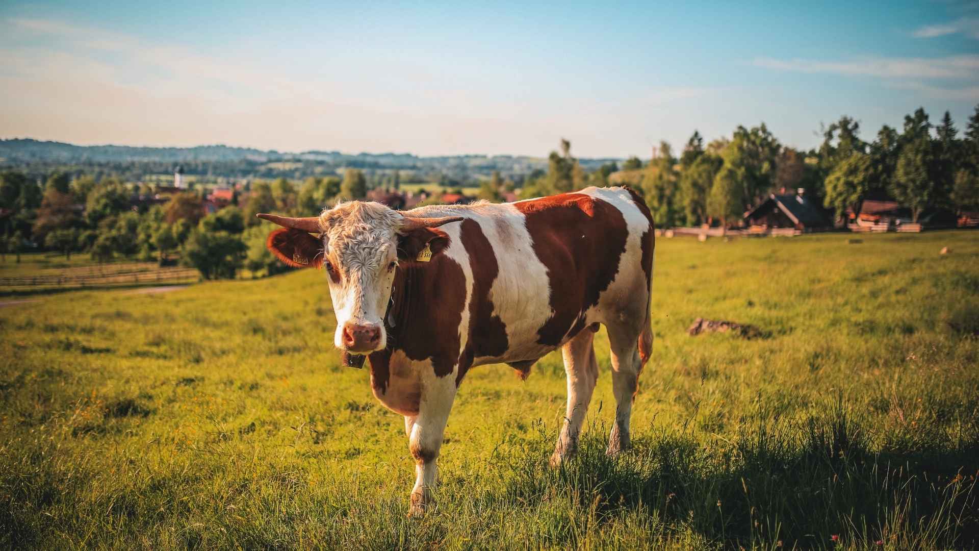 Une vache marron et blanche dans une prairie