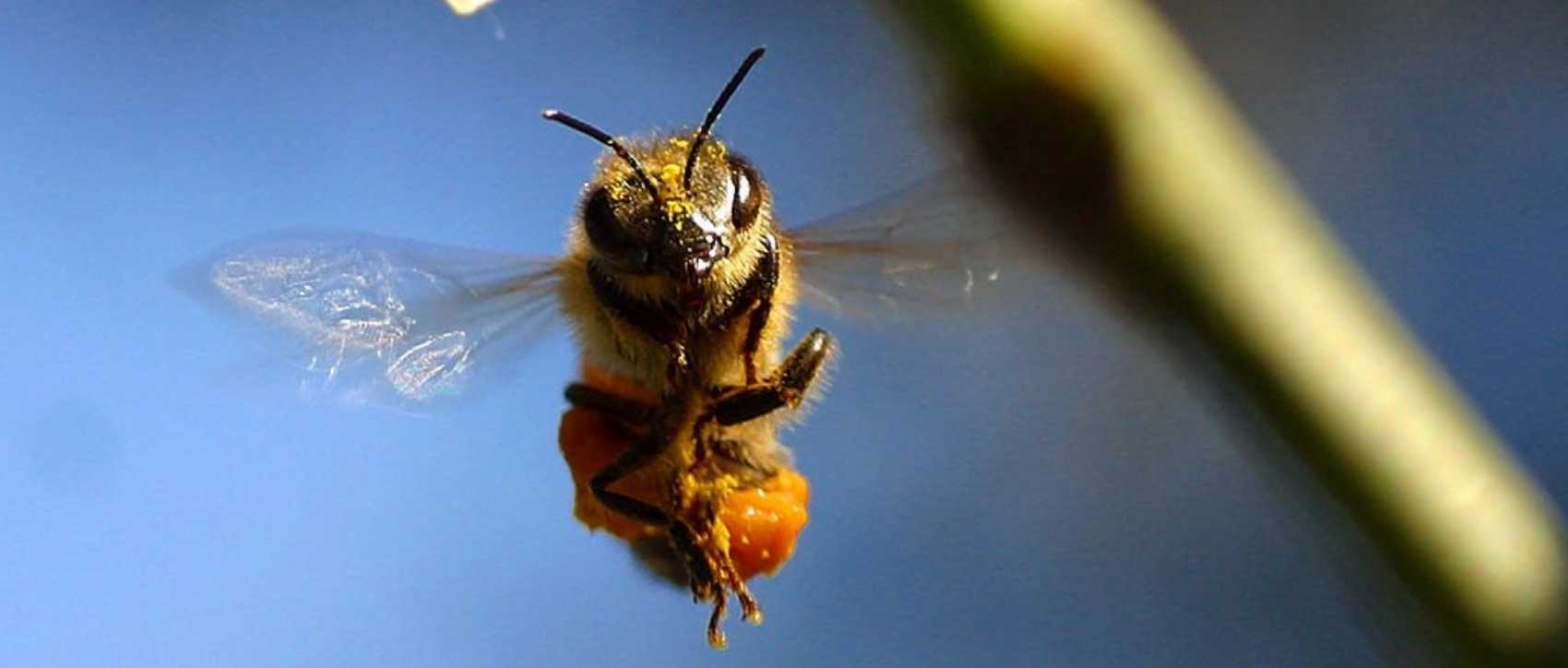 Памятливые пчелы