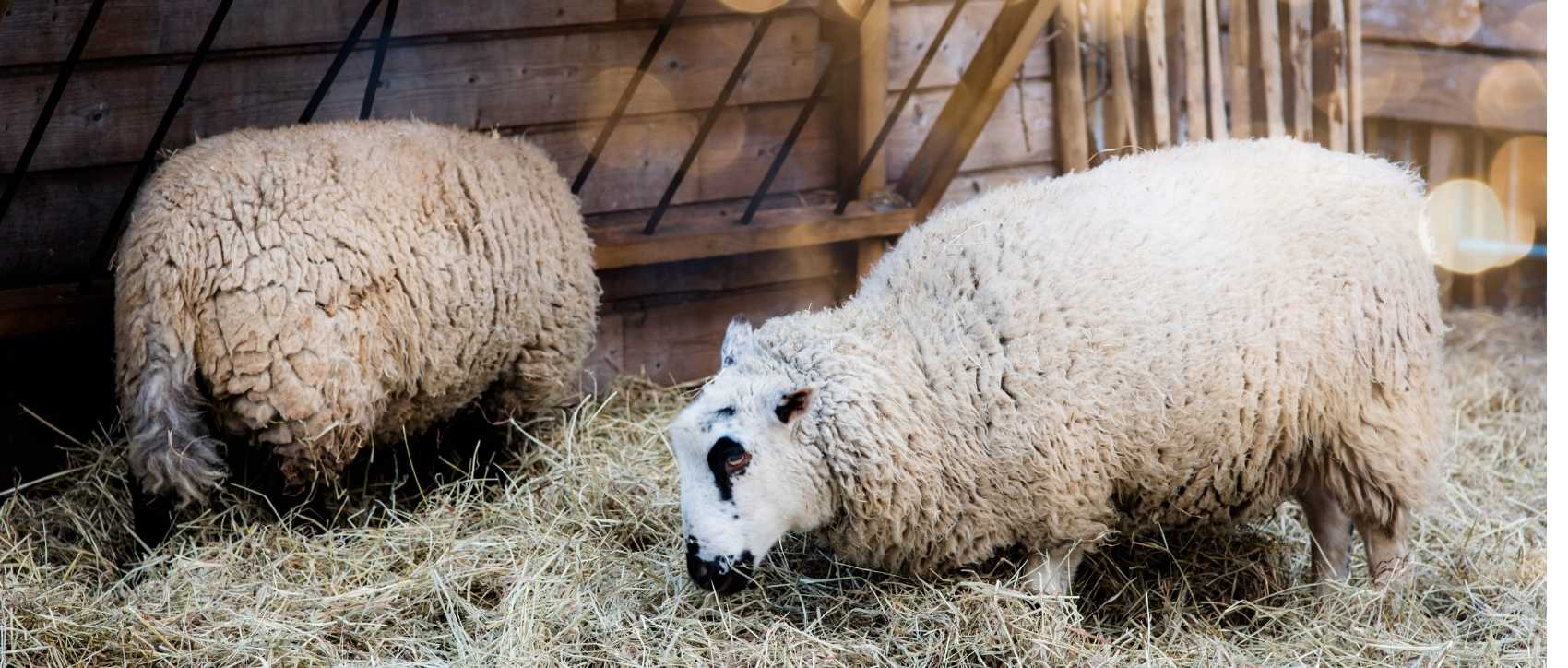 bergerie des moutons