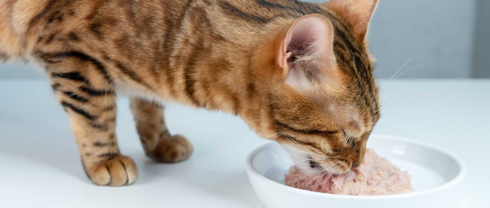 Pendant combien de temps un chat peut-il rester sans manger ?