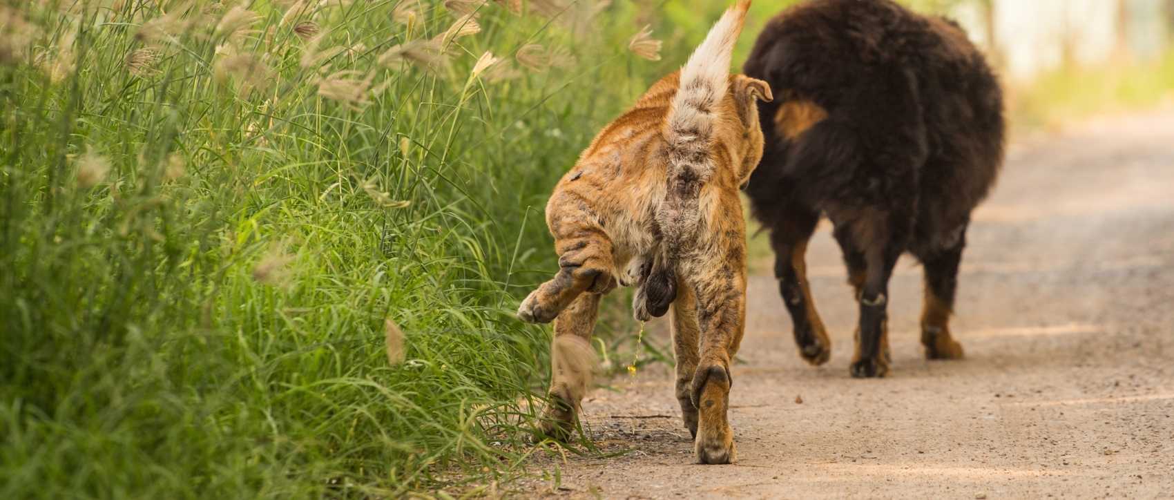 un chien urine