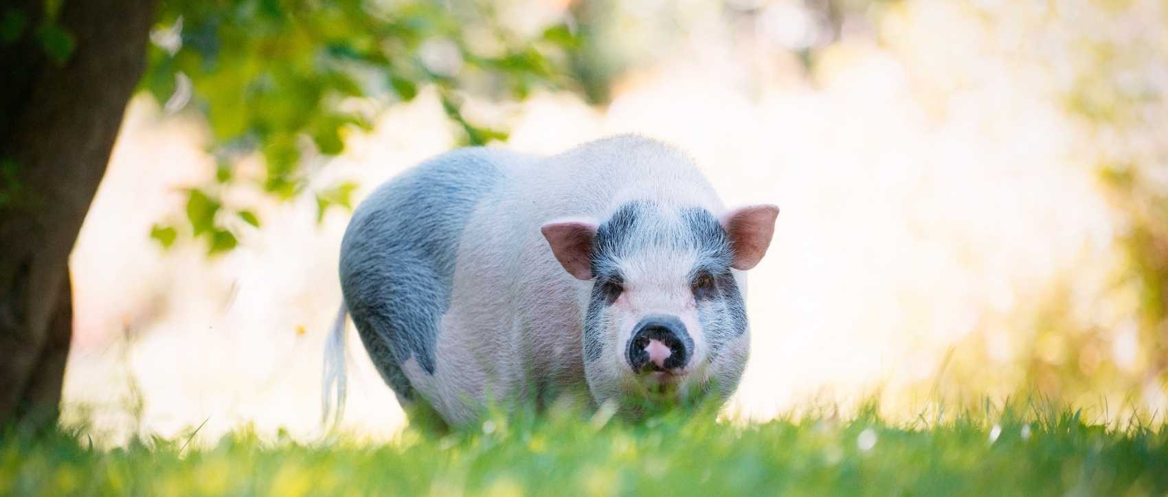 Cochon nain de gottingen : taille, description, biotope, habitat,  reproduction