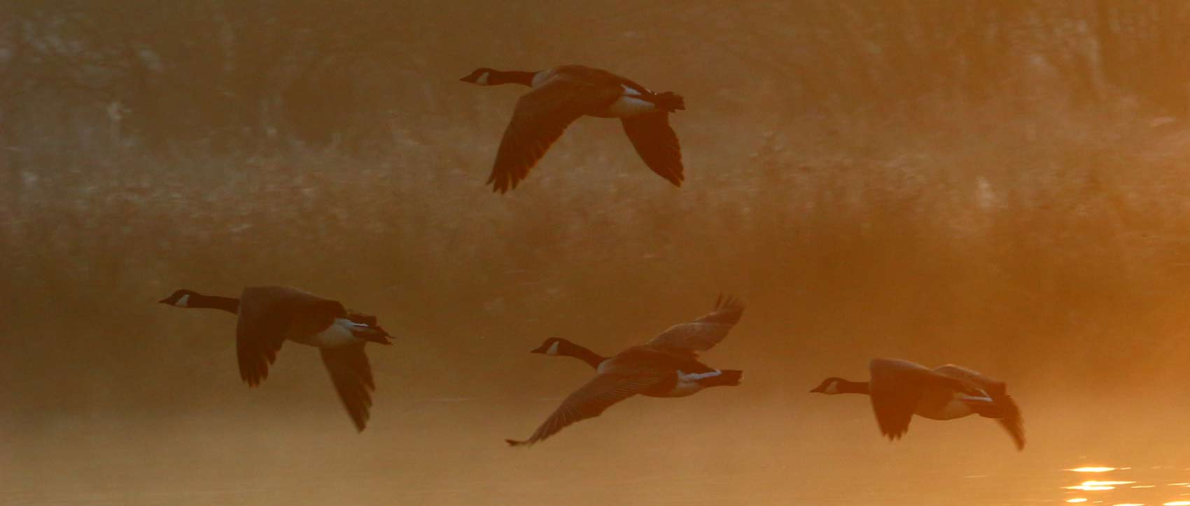 Une étude révèle pourquoi les bébés canards nagent en ligne derrière leur  mère 