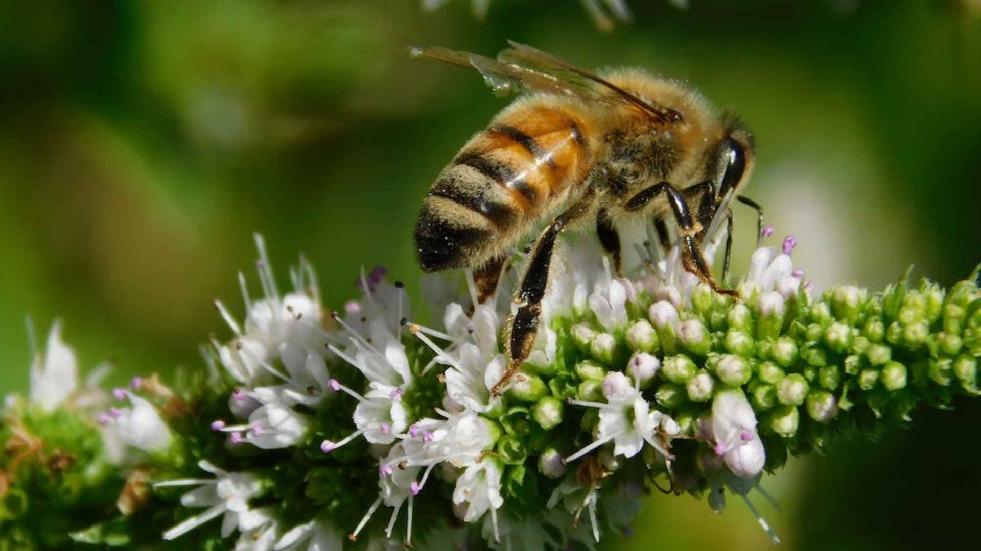 fleurs-abeille-insecte-photographie-macro