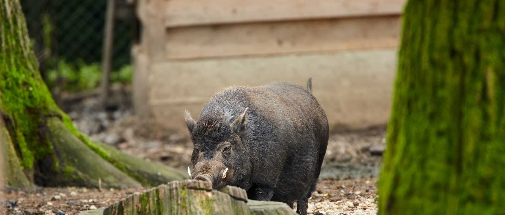 Cochon nain de gottingen : taille, description, biotope, habitat,  reproduction