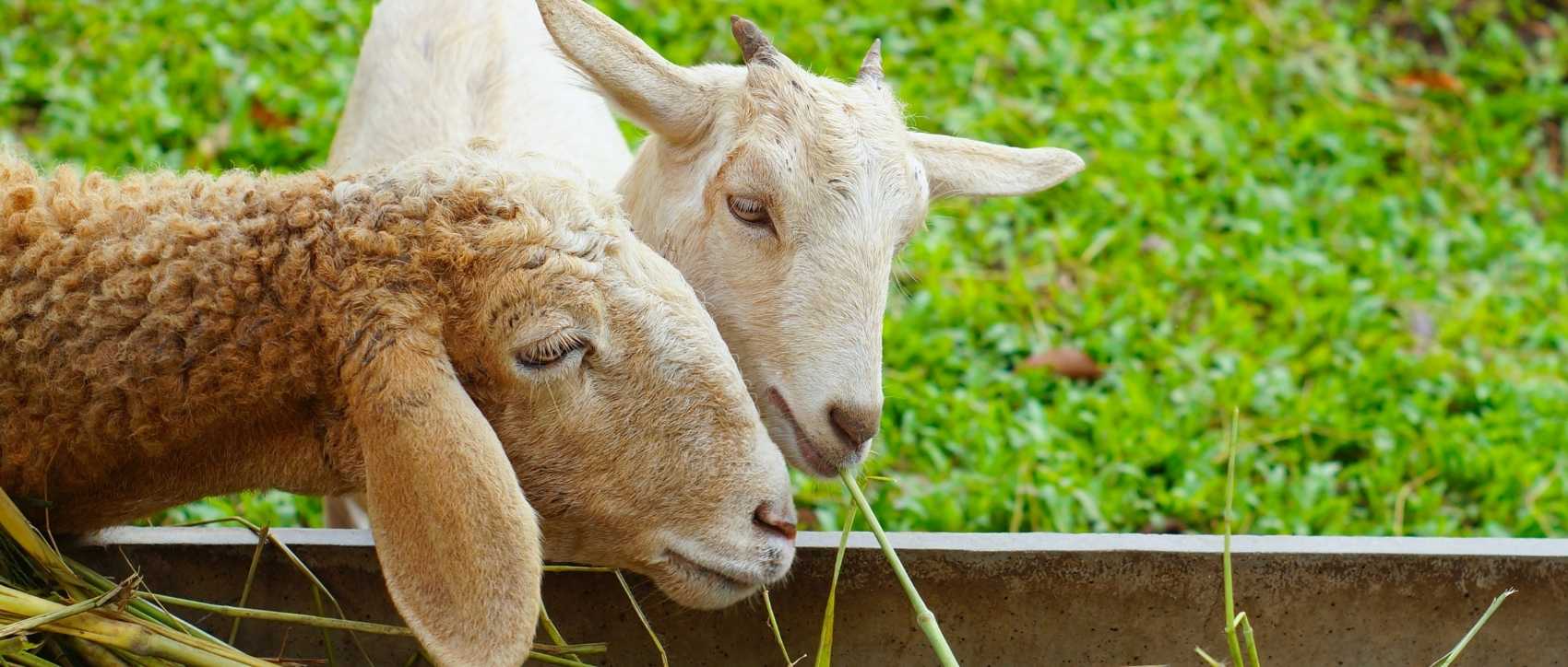 Moutons qui mangent