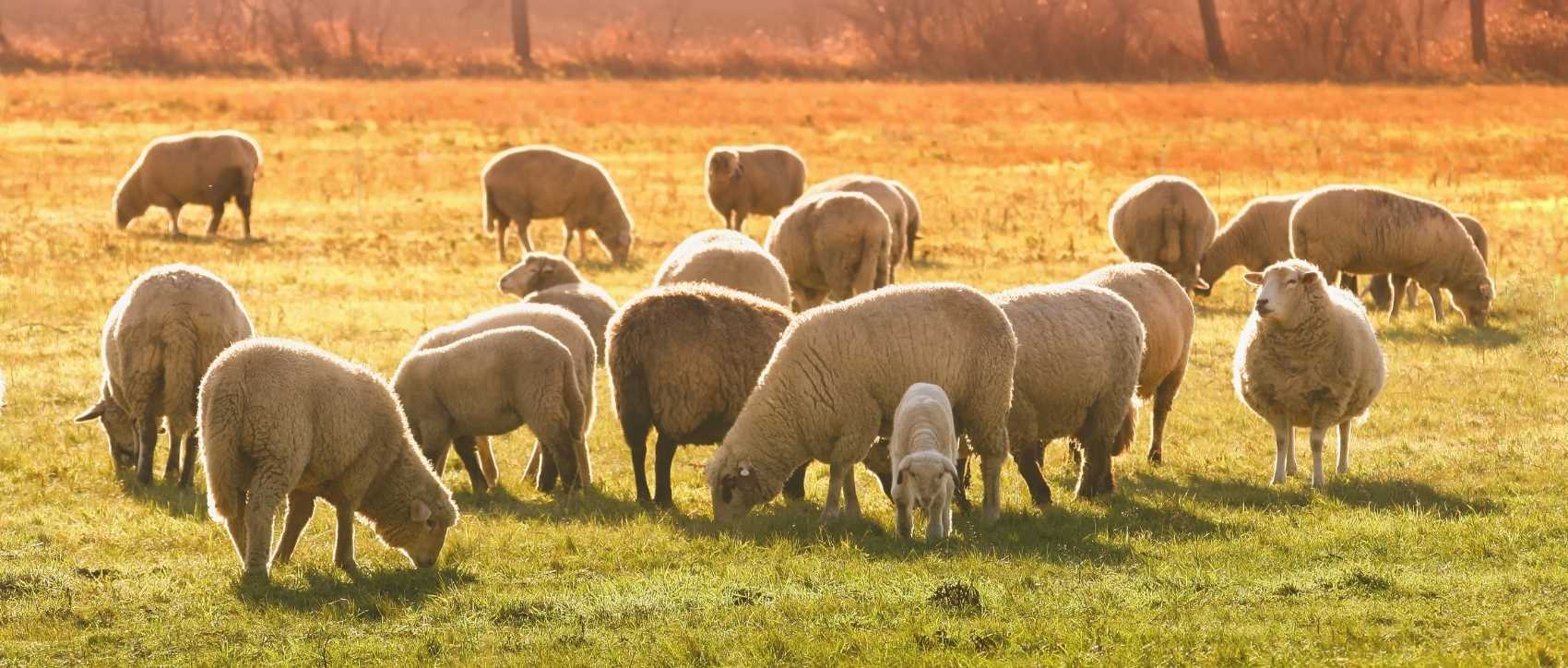moutons en troupeau