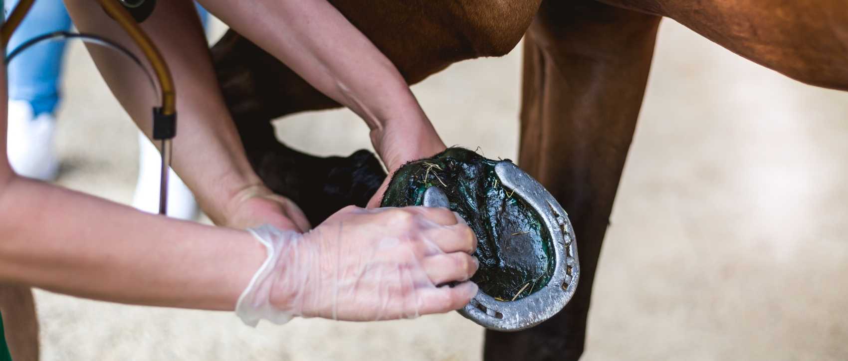 Sabot de cheval fendu, quelles sont les causes et comment le soigner ?