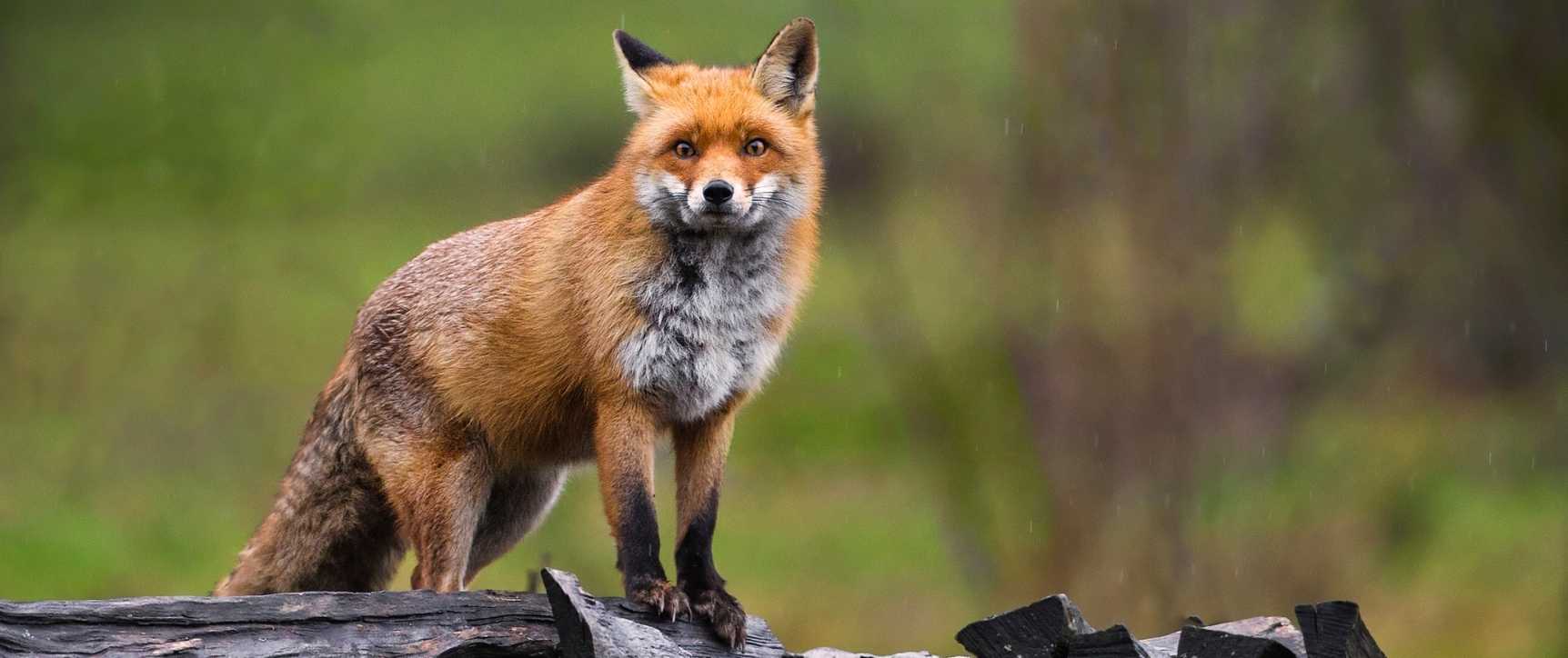 Le renard roux, rusé et redoutable dans le poulailler