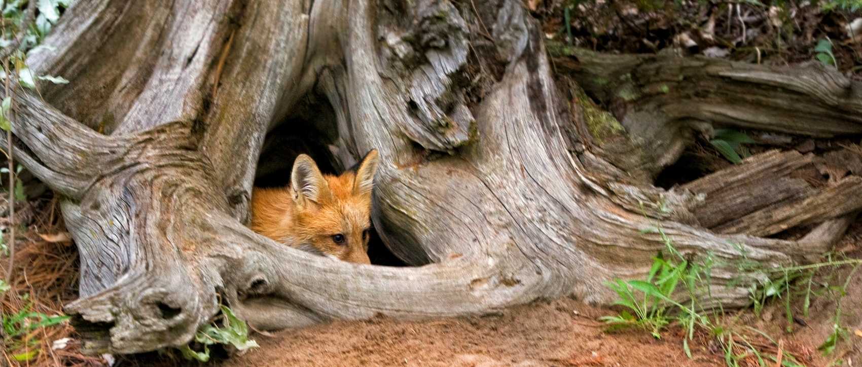 renard dans un tronc d'arbre
