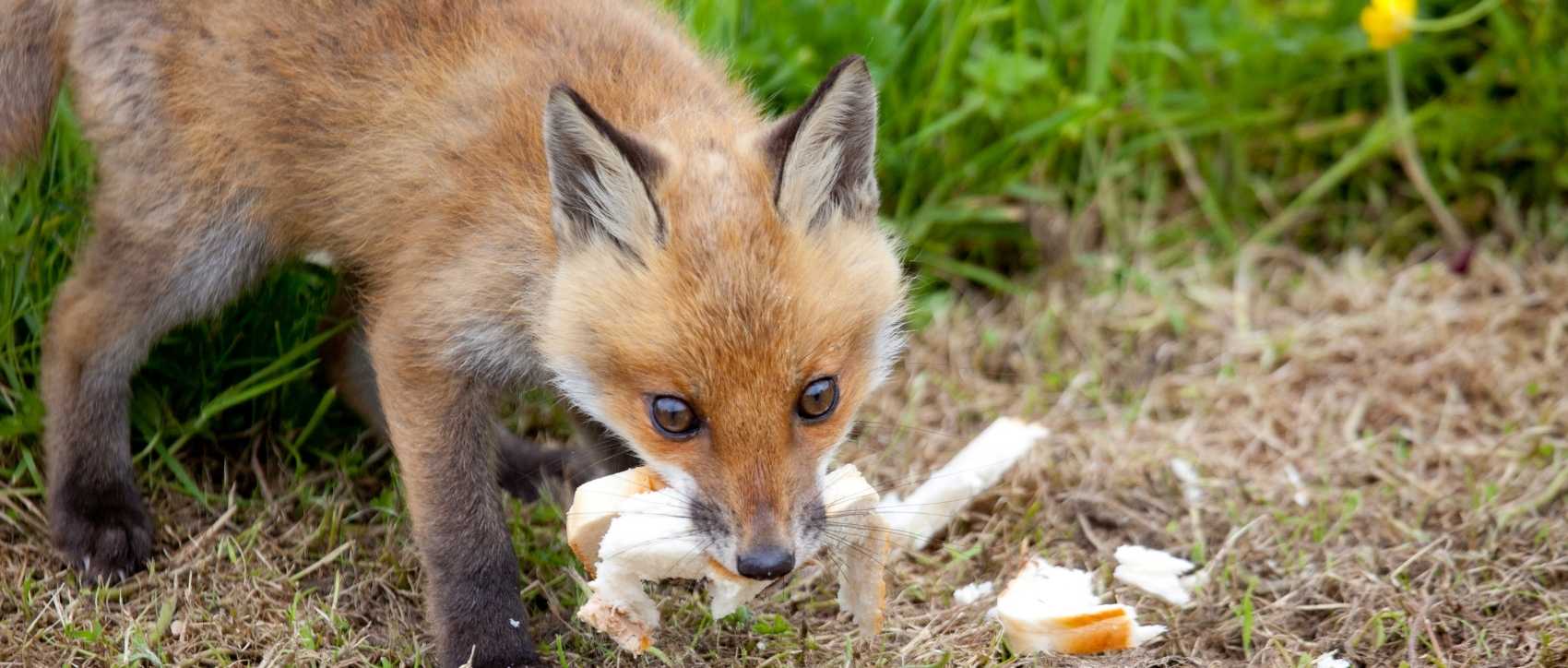 Le petit renard dans son terrier – À Marée Basse