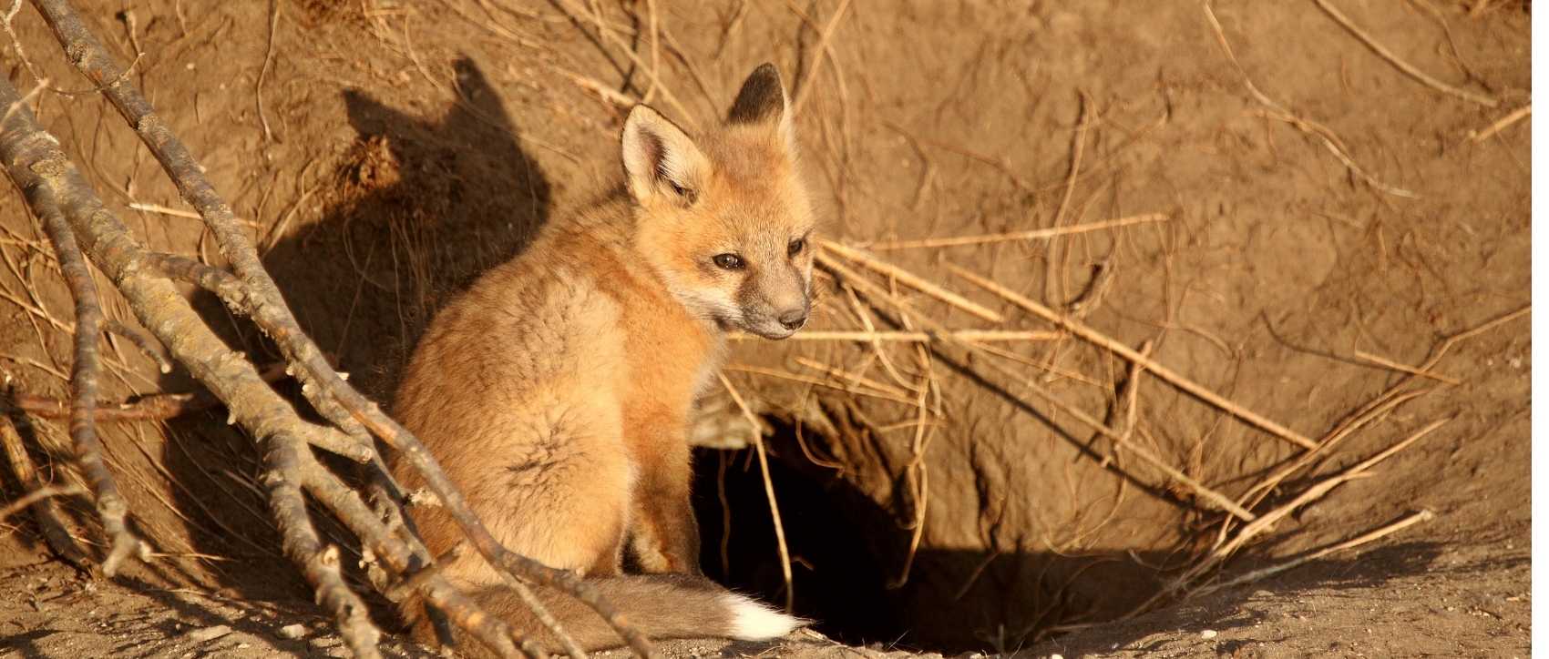 renard à côté de son terrier