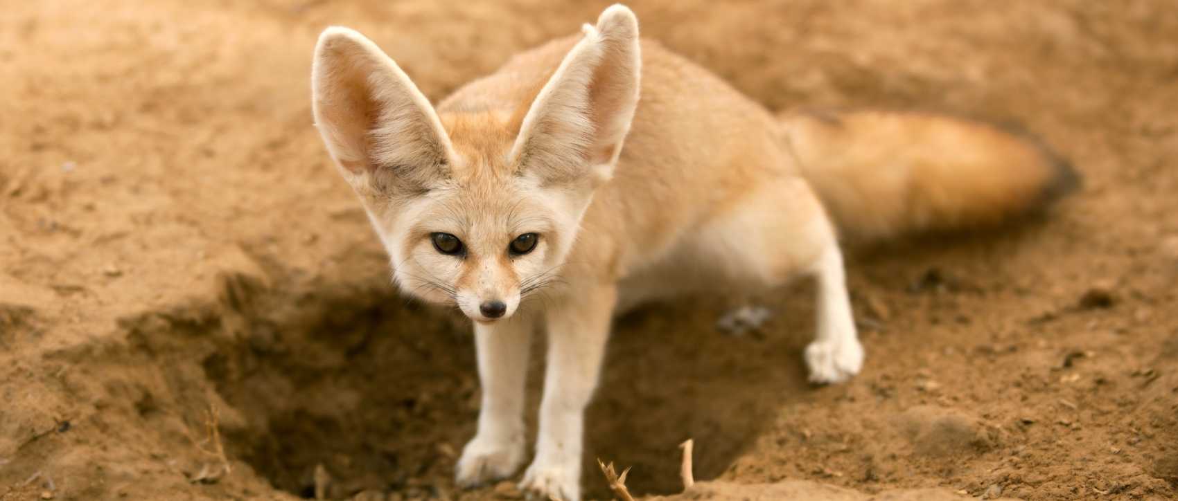 tanière de fennec