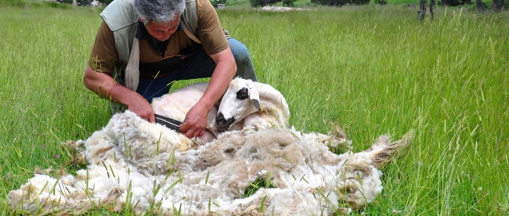 mouton qui se fait tondre