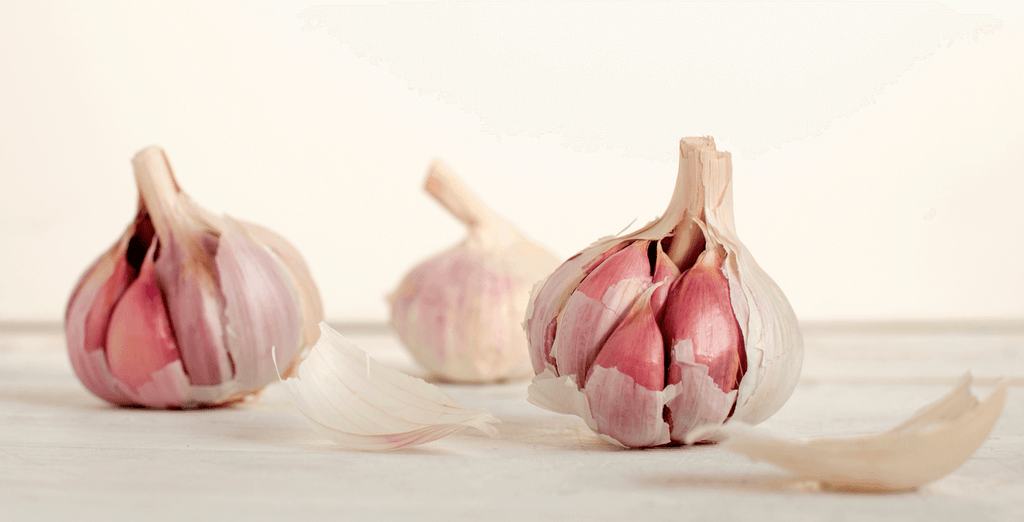 Garlic