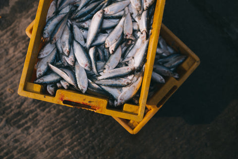 Fish Collagen