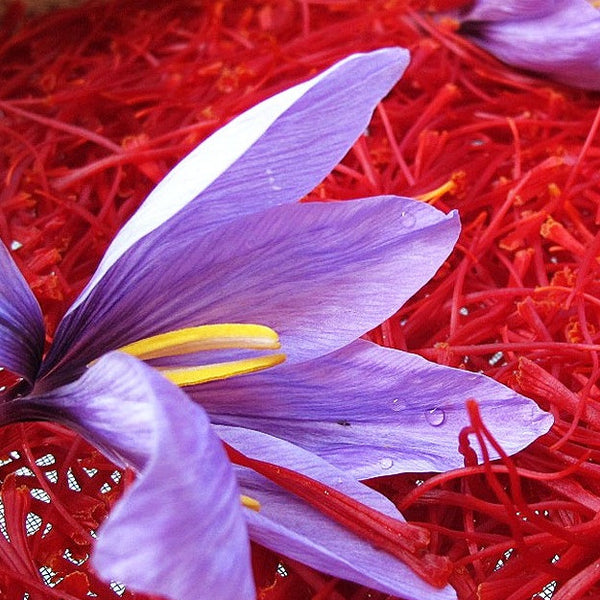 saffron fights cancer