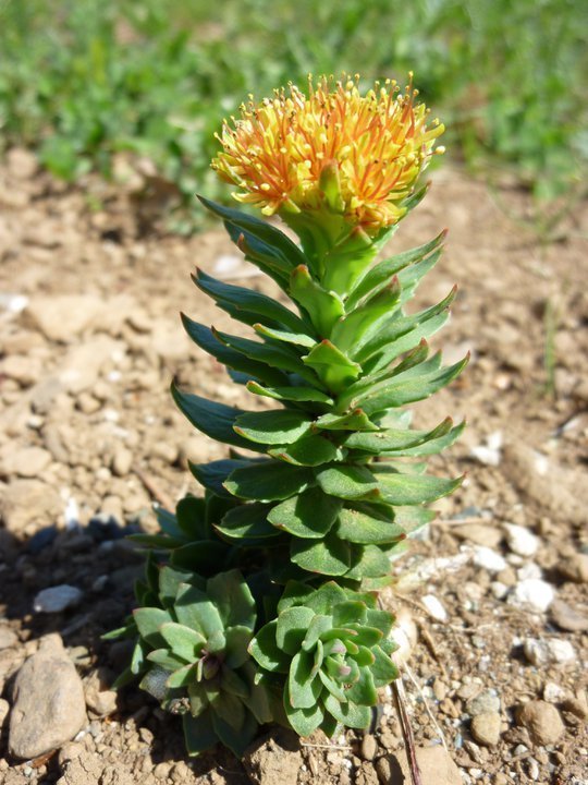 RHODIOLA ROSEA golden root