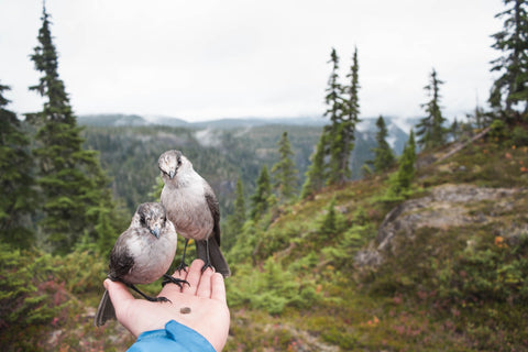 Birds in a hand by https://unsplash.com/@joeldcross