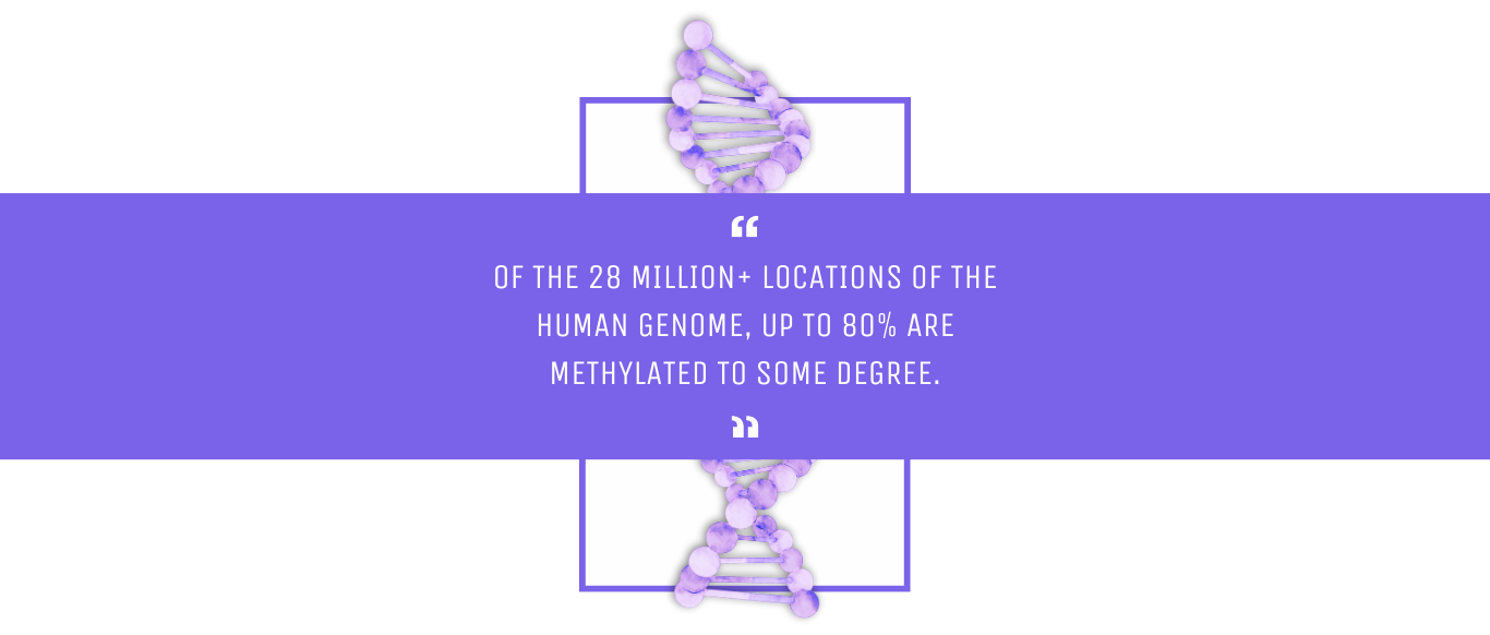 DNA methylation occurs at up to 80% of the human genome